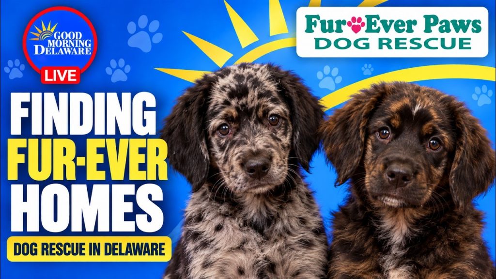 Dog rescue in Delaware: Fur-Ever Paws puppies featured on Good Morning Delaware